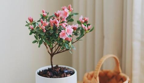 杜鹃花养殖需要注意什么？如何正确养殖杜鹃花？