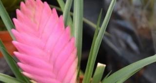 铁兰花语是什么？了解铁兰的象征意义和文化背景？