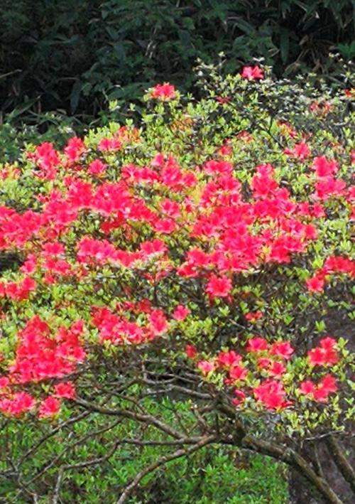 杜鹃花有哪些独特之处？如何辨别不同种类的杜鹃花？