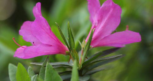 杜鹃花有哪些独特之处？如何辨别不同种类的杜鹃花？