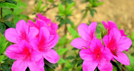 杜鹃花在风水中代表什么？其寓意和象征意义有哪些？