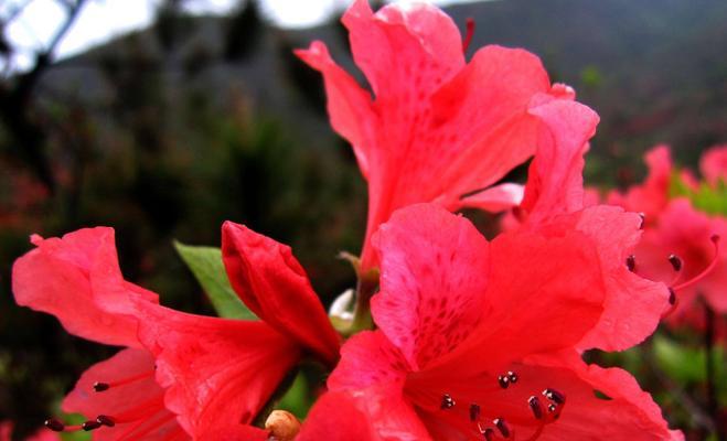 杜鹃花在风水中代表什么？其寓意和象征意义有哪些？