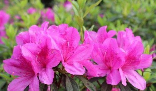 杜鹃花冬天会开花吗？如何在冬季保持杜鹃花的生长？