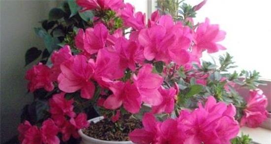杜鹃花冬天养护技巧有哪些？如何确保杜鹃花安全过冬？