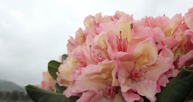 杜鹃花多久开花一次？如何正确养护以促进花期？