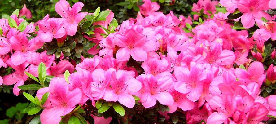 杜鹃花多久开花一次？如何正确养护以促进花期？