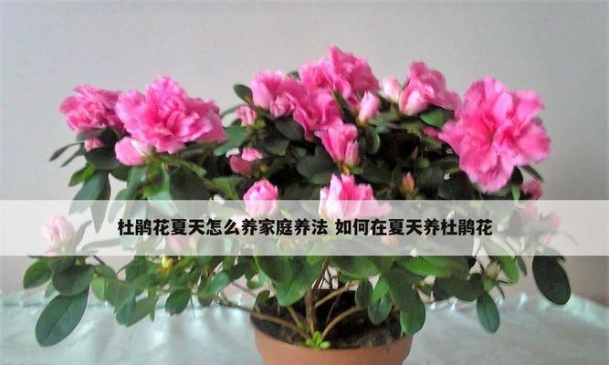 杜鹃花多久浇水一次？如何正确进行水分管理？