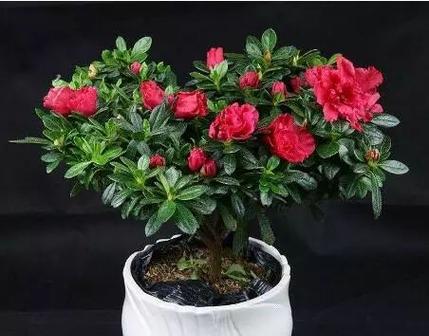 杜鹃花多久浇水一次？如何正确进行水分管理？