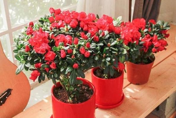 杜鹃花肥怎么制作？使用时应注意哪些问题？