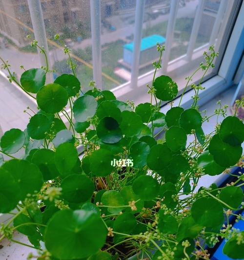 铜钱草寓意是什么？如何正确养护铜钱草？