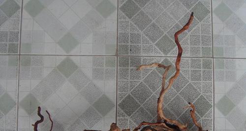 杜鹃花根系发达吗？如何正确养护以促进其生长？
