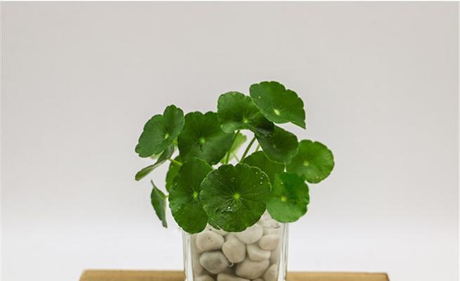 铜钱草会开花吗？铜钱草的花语是什么？