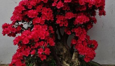 杜鹃花好养活吗？容易养活吗？常见问题解答