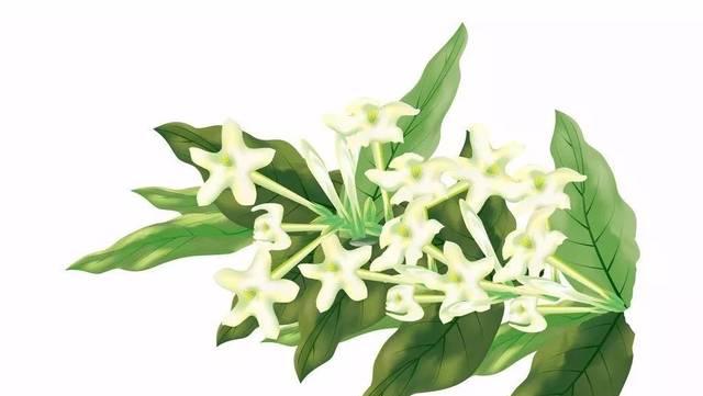 晚香玉花语是什么？晚香玉的传说有哪些？