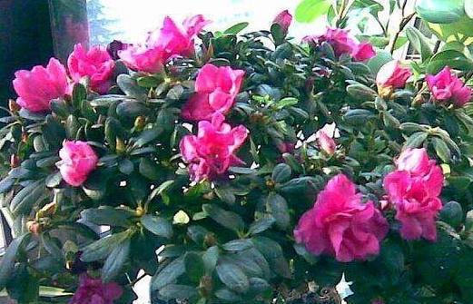 杜鹃花好养吗？掌握正确的养护方法和注意事项有哪些？