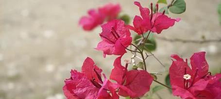 杜鹃花和三角梅是同一种花吗？它们的区别是什么？
