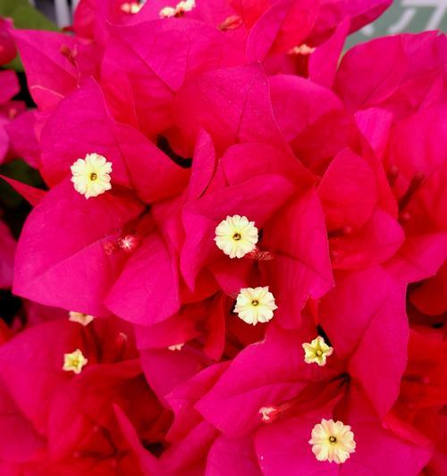 杜鹃花和三角梅是同一种花吗？它们的区别是什么？