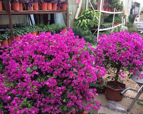 杜鹃花和三角梅是同一种花吗？它们的区别是什么？