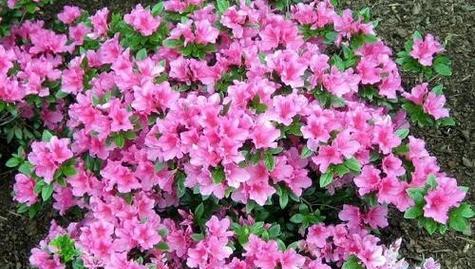杜鹃花花期持续多久？如何延长花期？