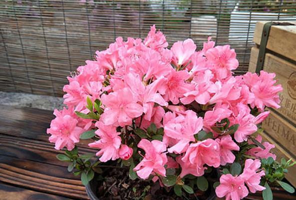 杜鹃花花期持续多久？如何延长花期？