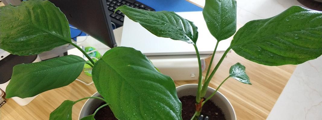 万年青开花好吗？万年青开花代表什么含义？