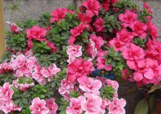 杜鹃花花期如何养护？常见问题有哪些解决方法？