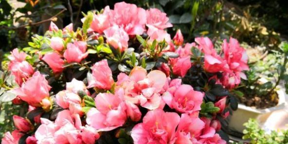杜鹃花花期如何养护？常见问题有哪些解决方法？