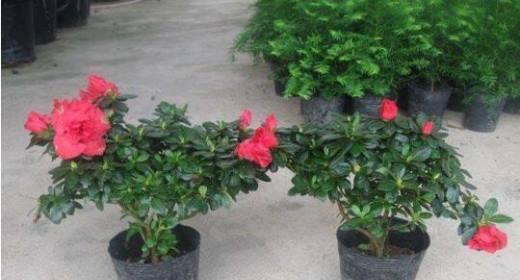杜鹃花花期如何养护？常见问题有哪些解决方法？
