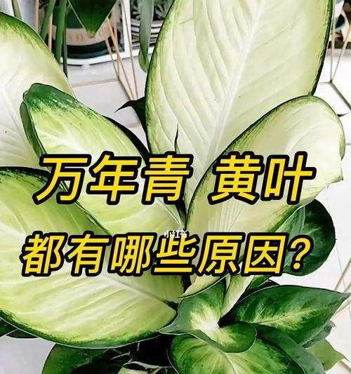 万年青开花代表什么含义？万年青开花预示着什么？