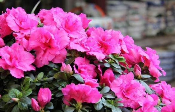 杜鹃花花期养护管理方法？如何延长花期？