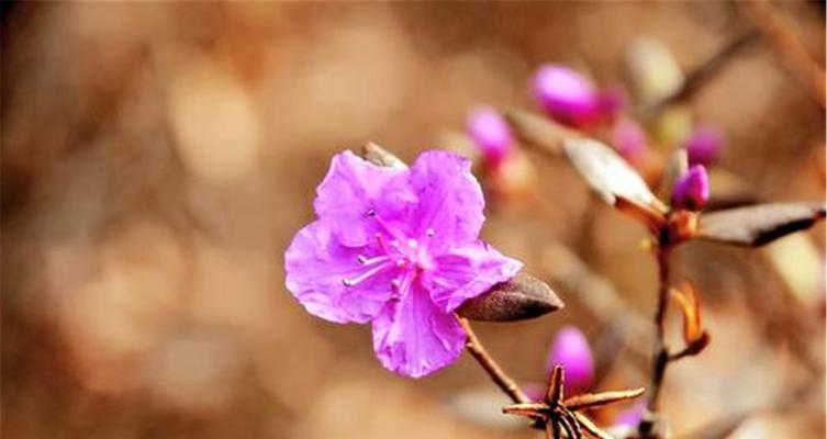杜鹃花花语和寓意象征着什么意思？如何理解杜鹃花的深层含义？