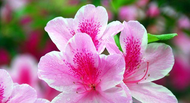 杜鹃花花语和寓意象征着什么意思？如何理解杜鹃花的深层含义？