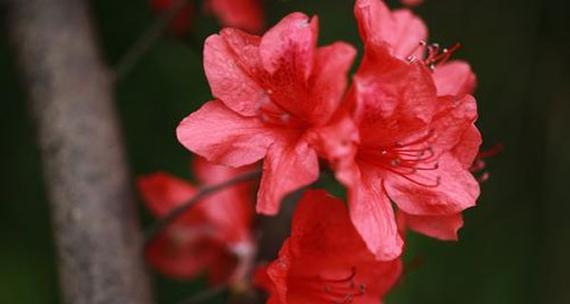 杜鹃花的花语是什么？它的象征意义有哪些？