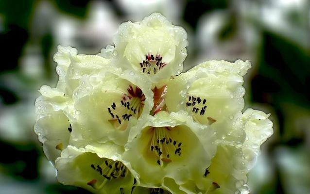杜鹃花的花语是什么？它的象征意义有哪些？