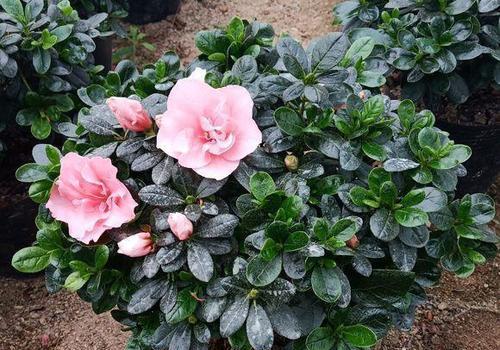 杜鹃花浇水频率如何根据季节调整？春夏秋冬浇水有何不同？