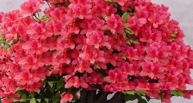 杜鹃花浇水频率如何根据季节调整？春夏秋冬浇水有何不同？