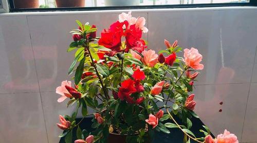 杜鹃花浇水频率如何根据季节调整？春夏秋冬浇水有何不同？