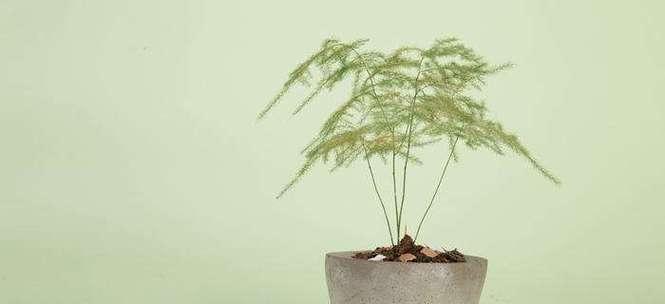 文竹开花的寓意是什么？养几根文竹最好？