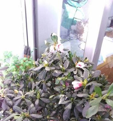 杜鹃花浇水时间怎么掌握？正确浇水方法有哪些？