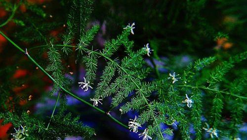 文竹开花预示着什么意思？文竹开花的含义是什么？