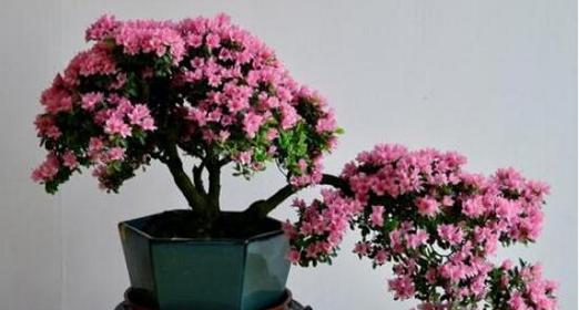 杜鹃花浇水要浇透吗？浇多少水才算合适？
