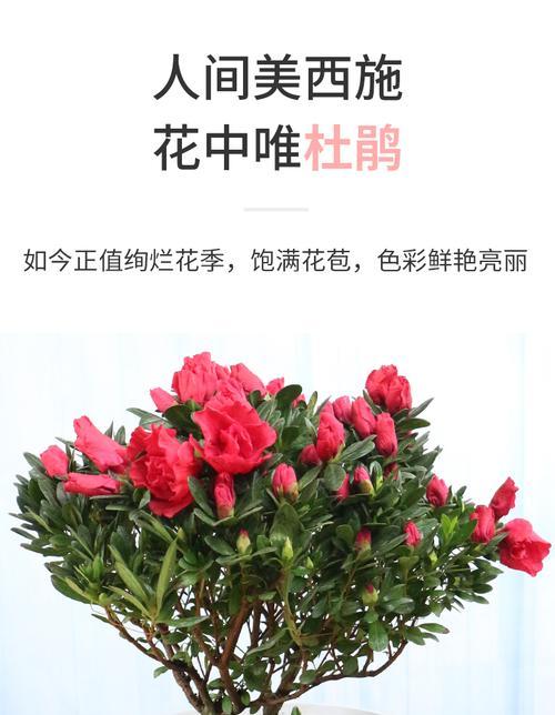 杜鹃花修剪技巧：开花后如何正确剪枝？