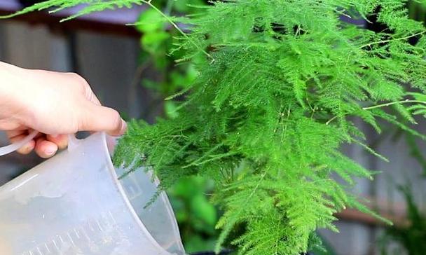 文竹的由来是什么？它的花语有哪些含义？