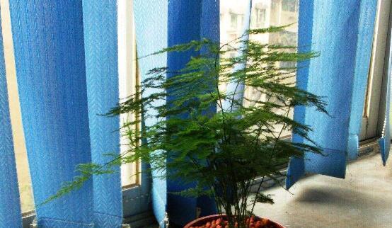 文竹的由来是什么？它的花语有哪些含义？