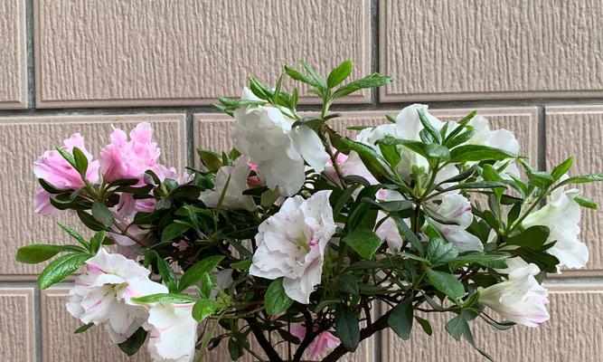 杜鹃花修剪技巧：开花后如何正确剪枝？