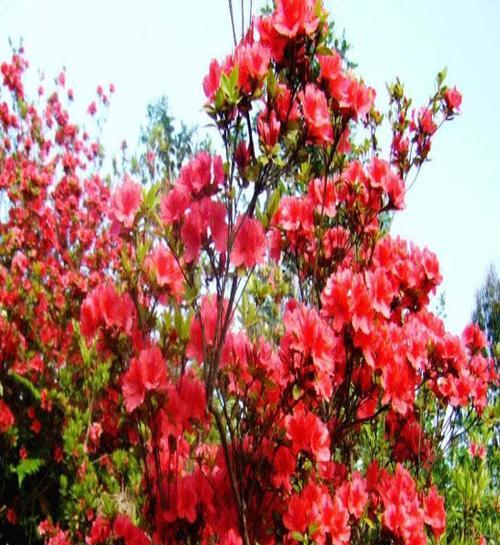 杜鹃花可以地栽吗？地栽杜鹃花的注意事项有哪些？