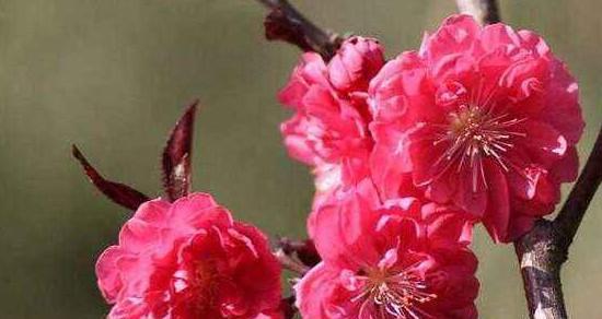 无忧花的花语是什么？它背后有哪些美丽的典故？