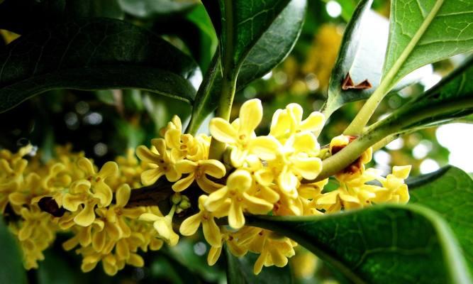 无忧花的花语是什么？它背后有哪些美丽的典故？
