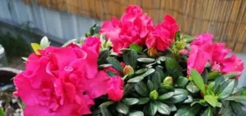 杜鹃花浇醋水的正确方法是什么？可以浇醋吗？