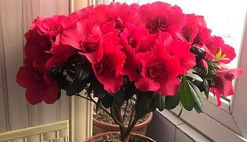 杜鹃花浇醋水的正确方法是什么？可以浇醋吗？